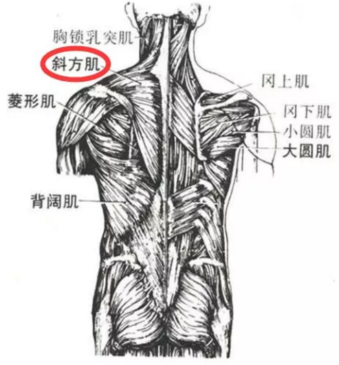 北京美天斜方肌注射